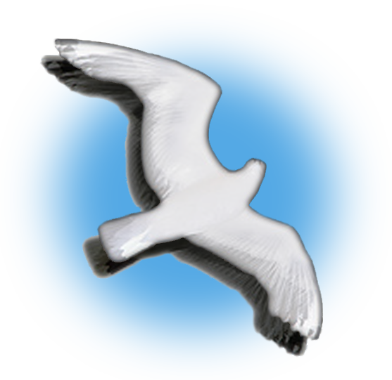 Seagull motif